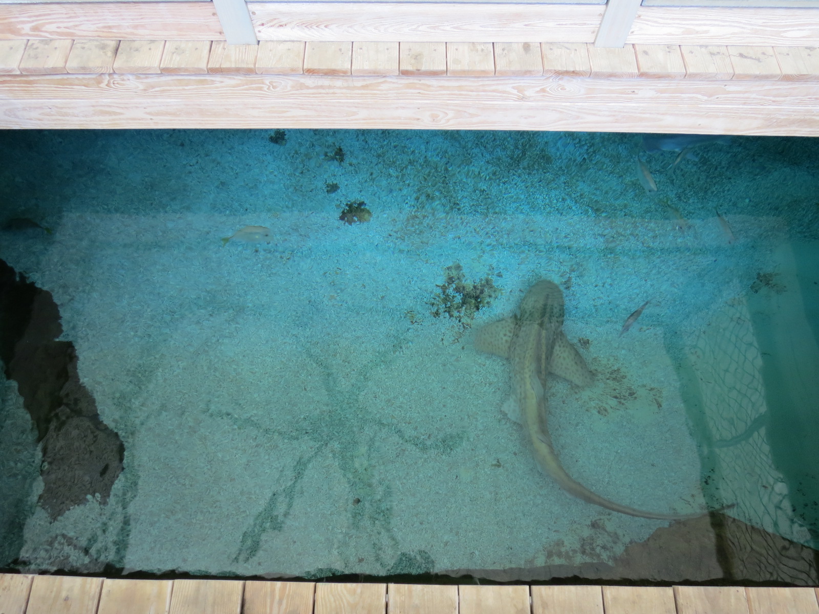 Stingray Bay - View Down To Shark Exhibit
