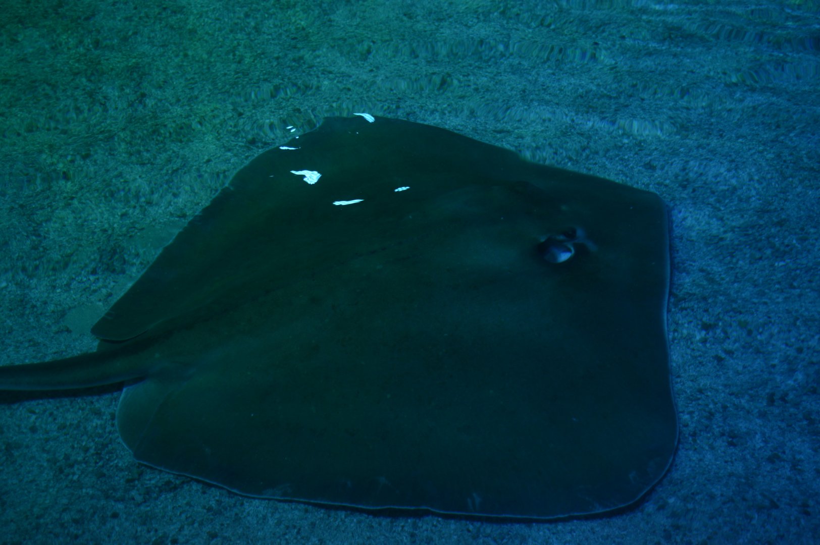 Stingray Beach Club - Southern Stingray (Hypanus americanus)