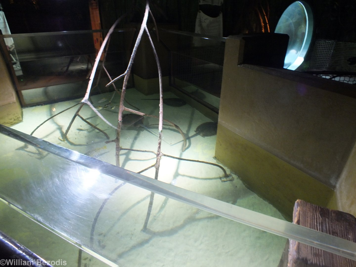 Stingray Enclosure