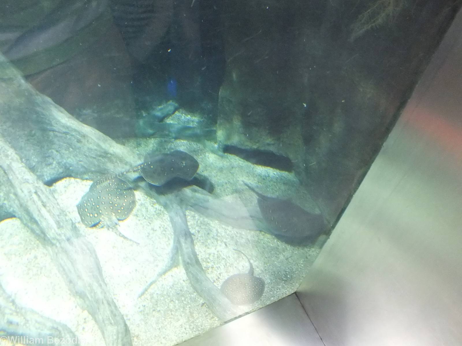 Stingray Escape Hole in Arapaima Tank