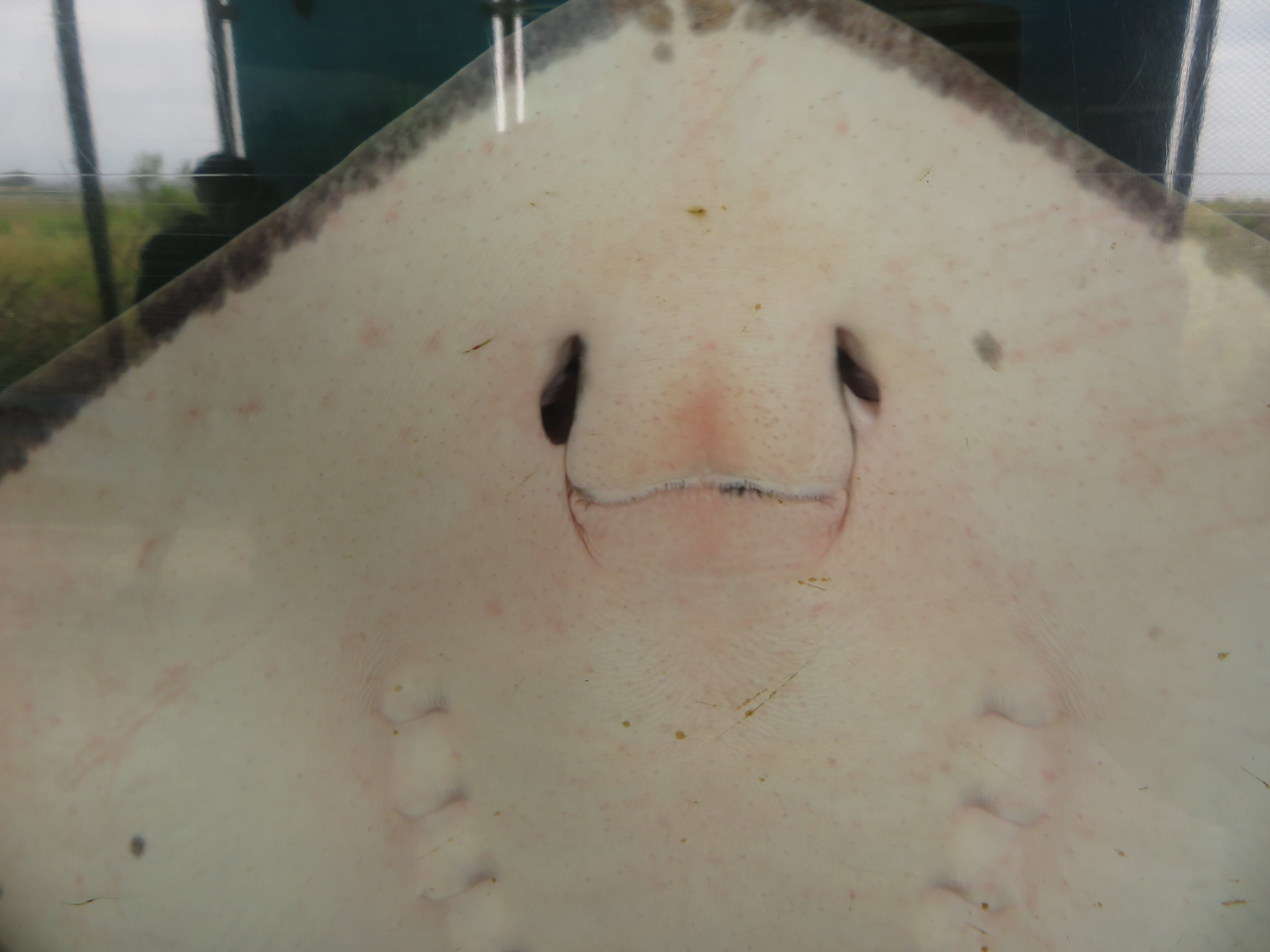 Stingray Face