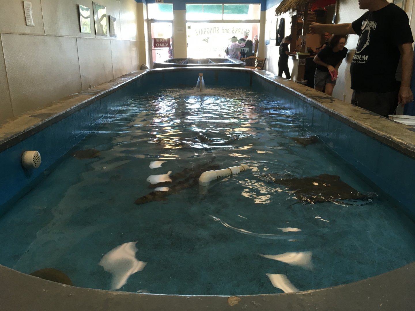 Stingray Feeding Pool