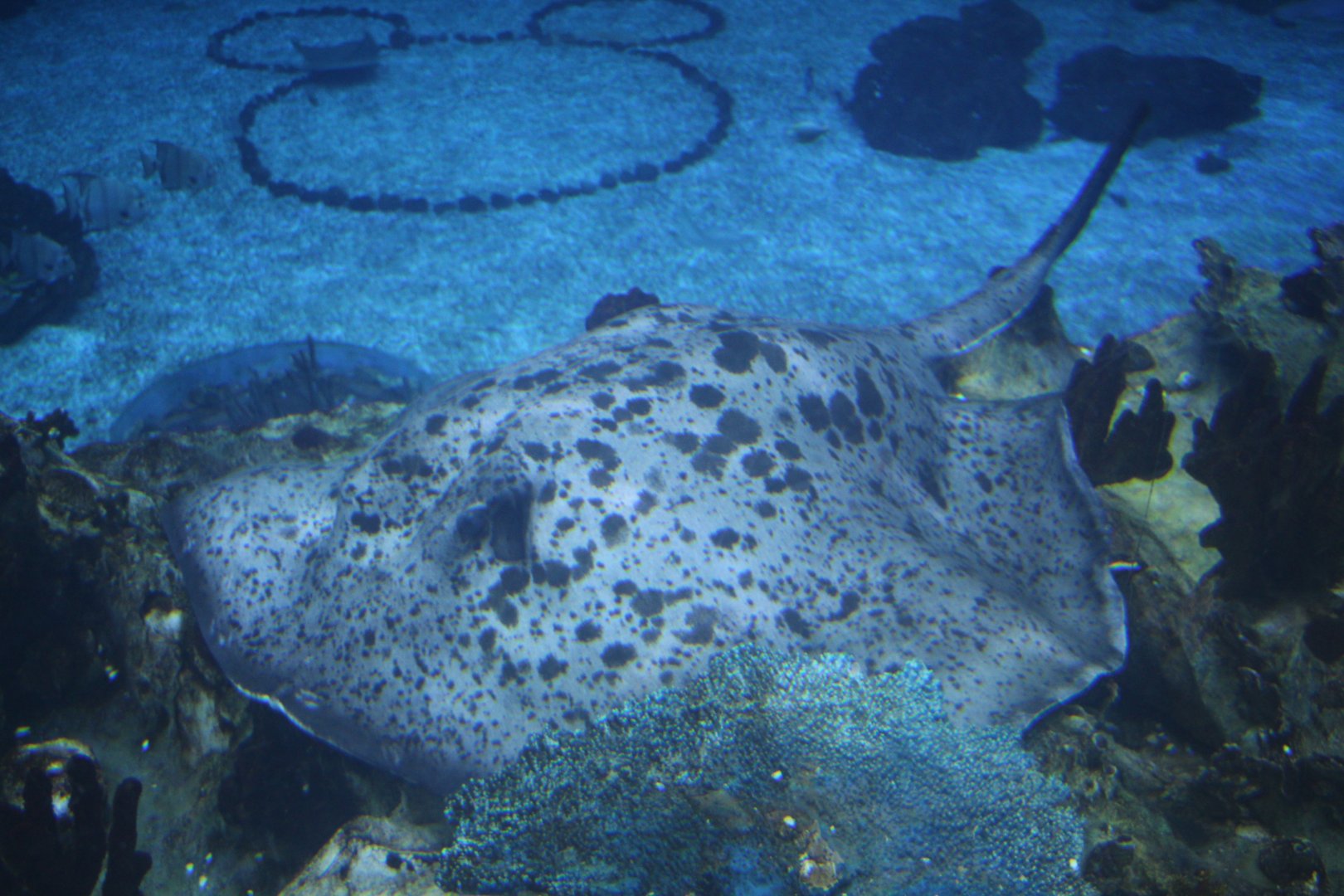 Stingray ID? (Epcot 2018)