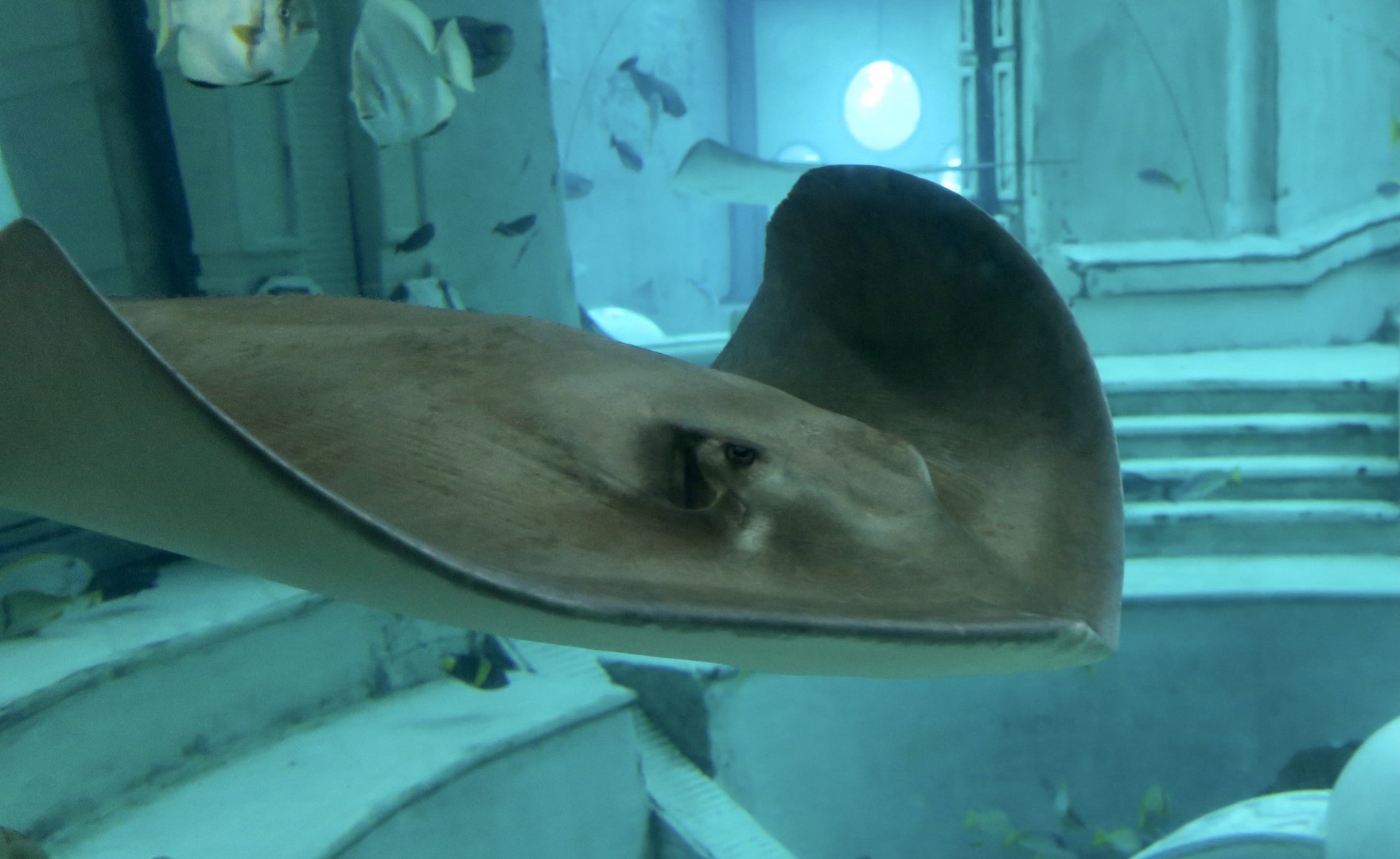 Stingray ID Help - Atlantis Tank