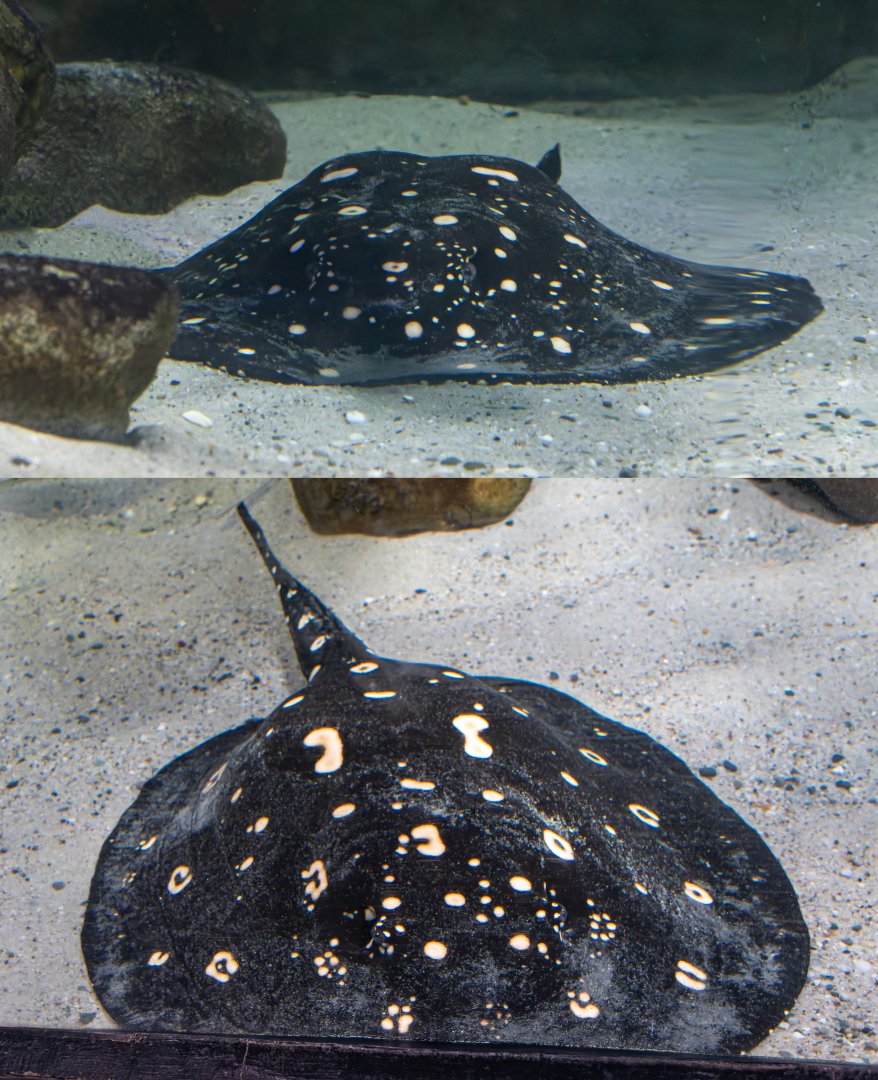 Stingray ID - Palmiarnia Gliwice