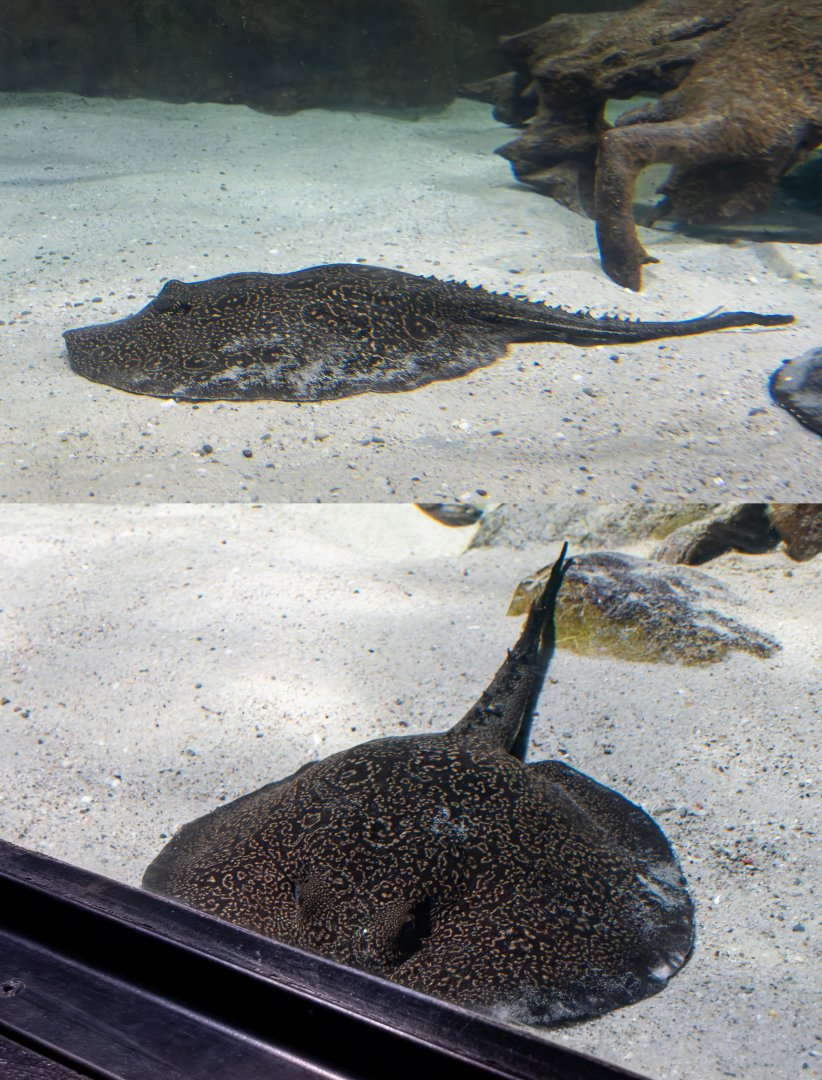 Stingray ID - Palmiarnia Gliwice