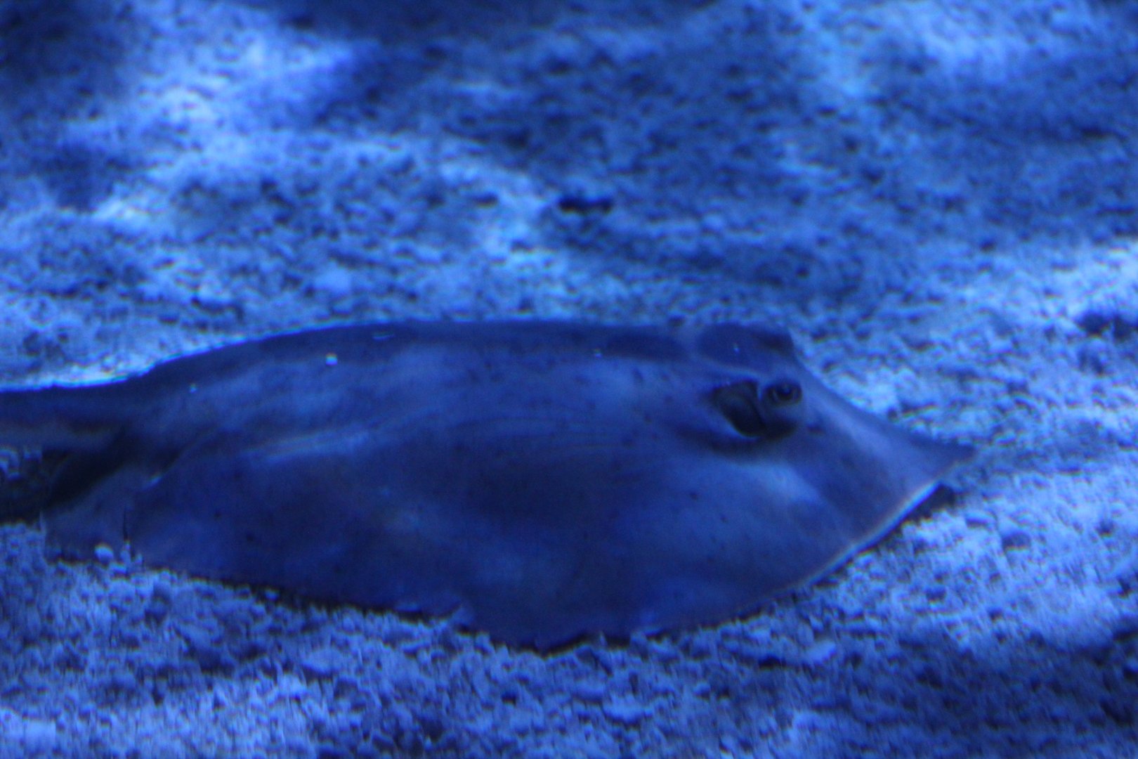 Stingray ID?