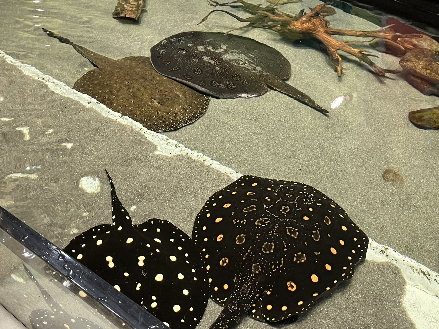 Stingray ID?