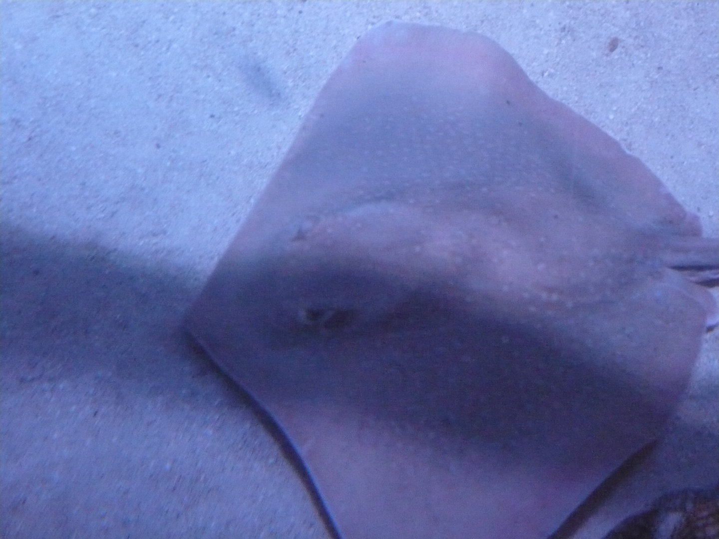 Stingray ID
