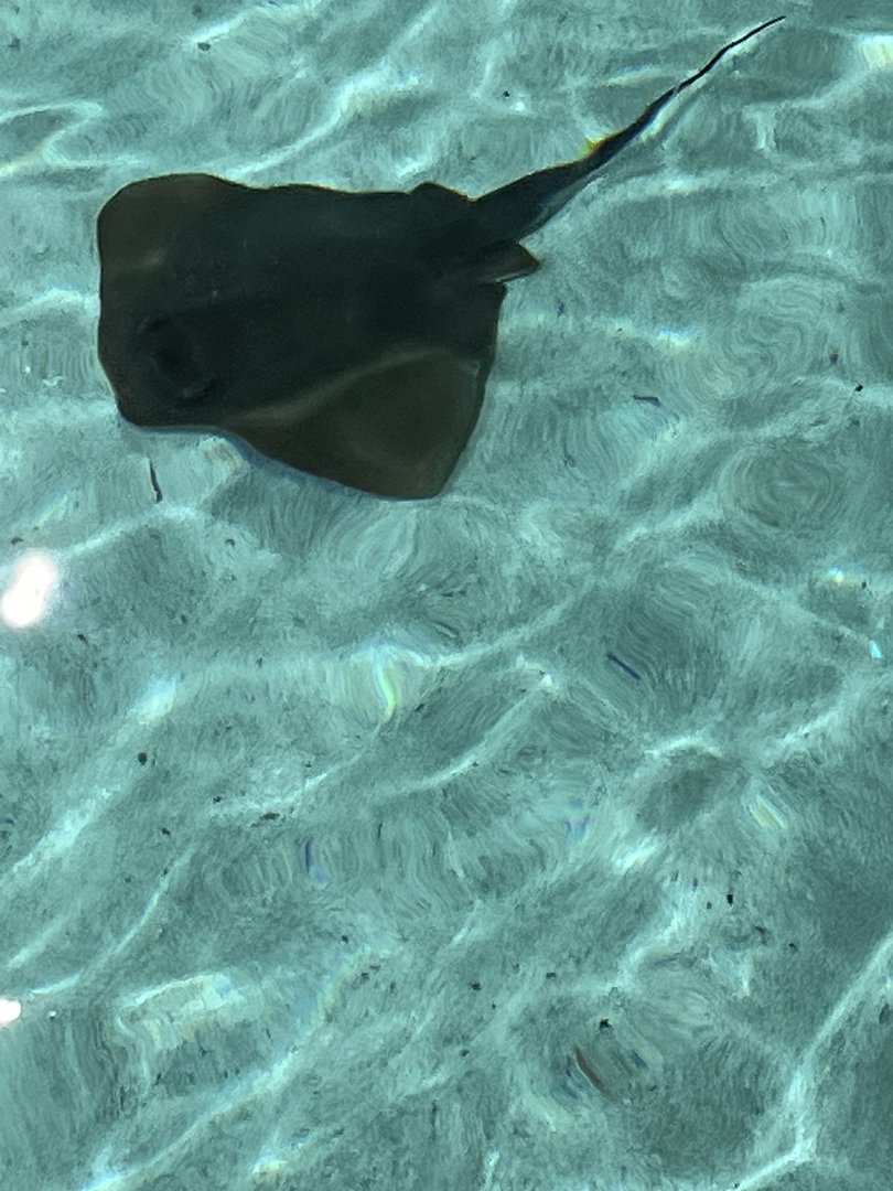 Stingray ID