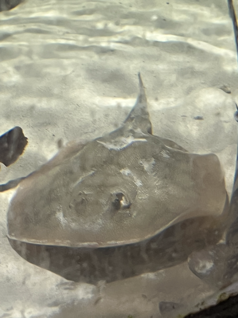 Stingray ID