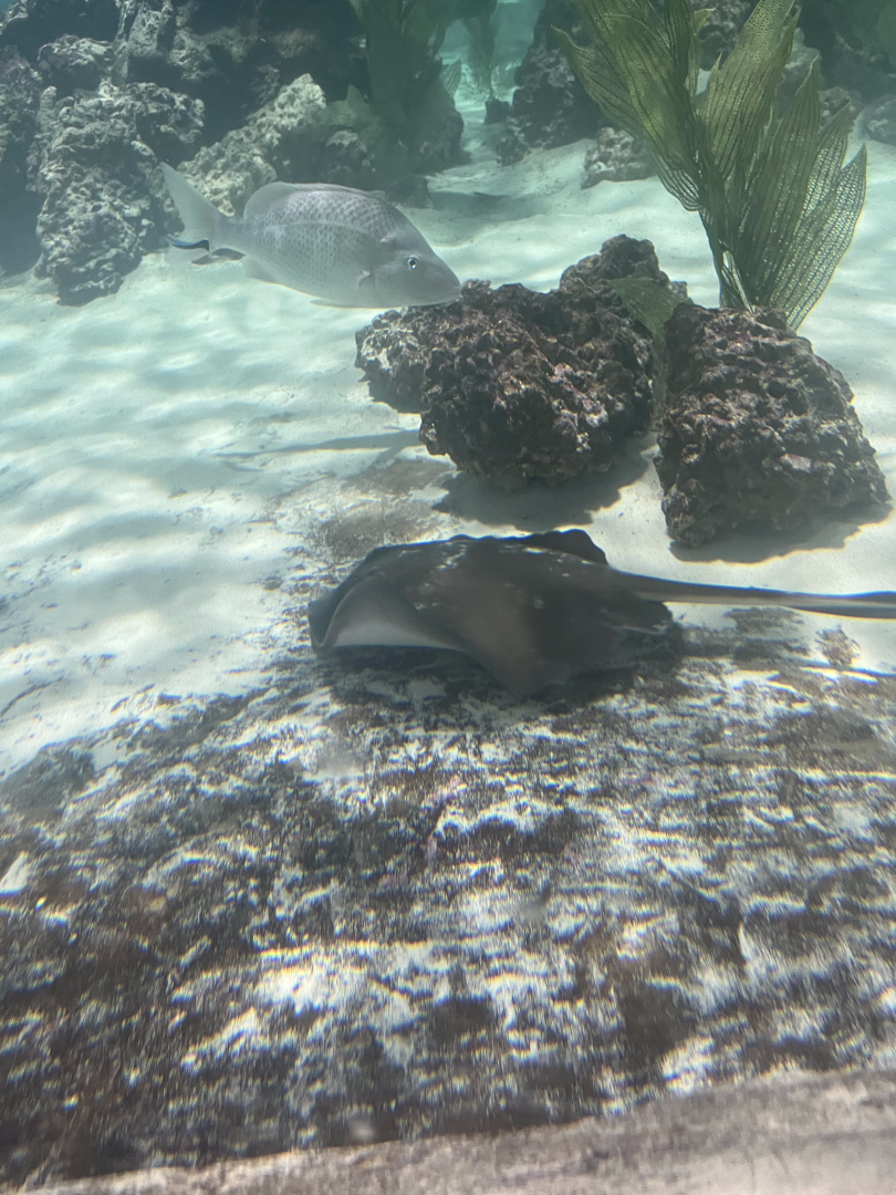 Stingray ID
