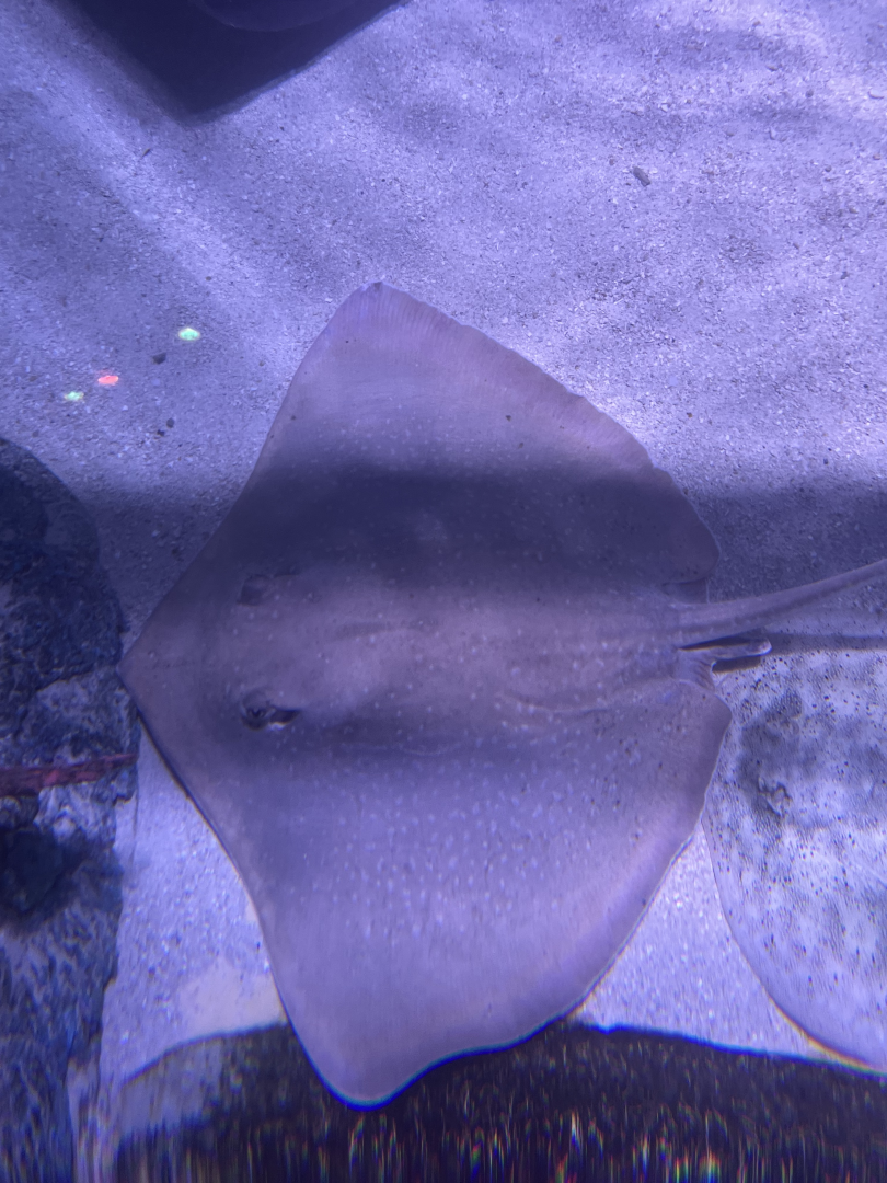 Stingray ID