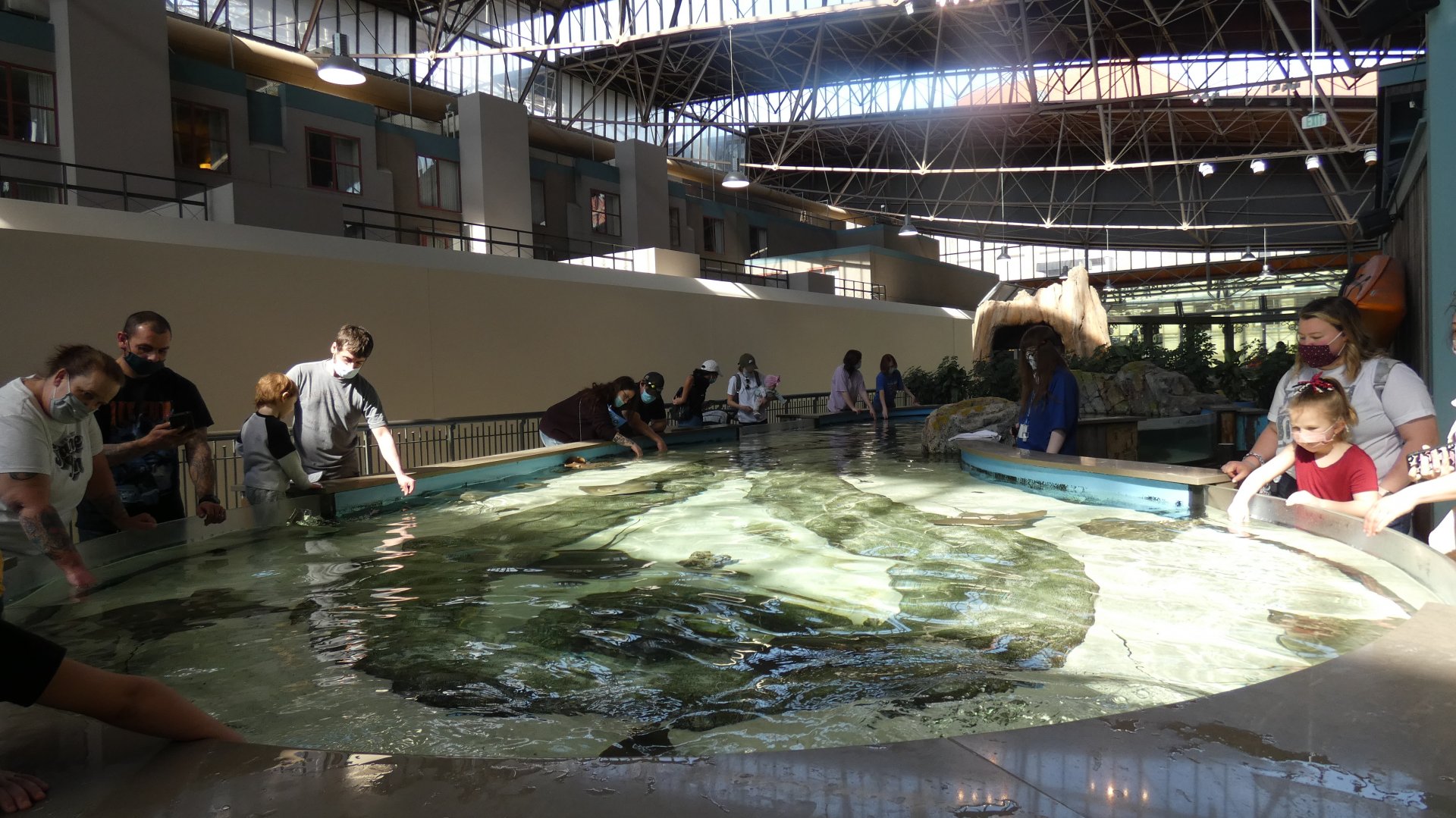 Stingray + Others Touchtank, Ocean Shore - Mar. 2022