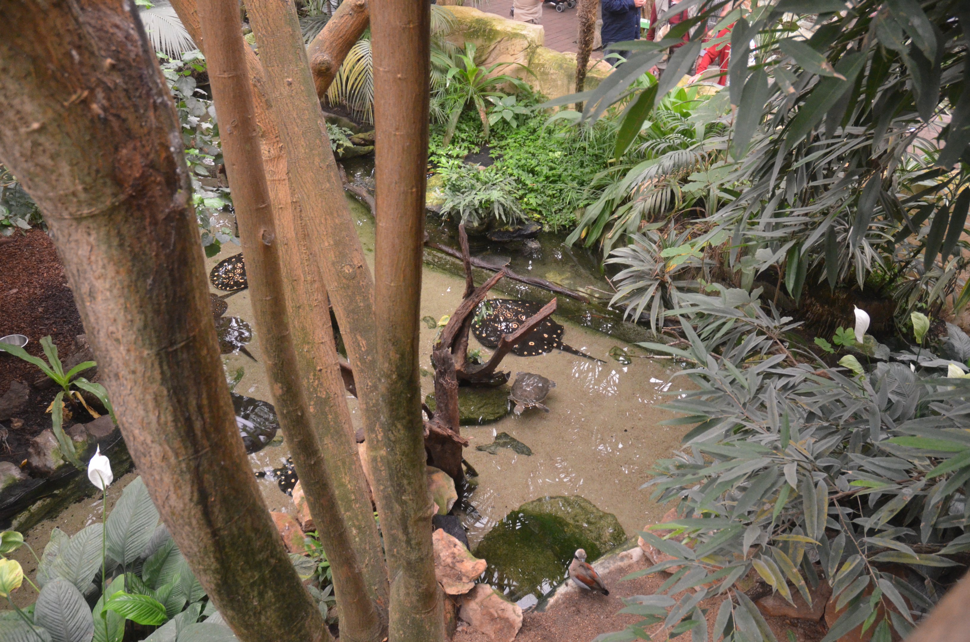 Stingray Pool in Gorilla and Manatee House at Beauval, 12/06/18