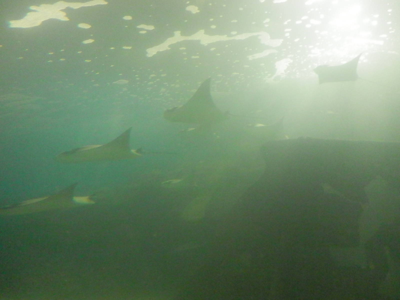 Stingray school in Main Tank