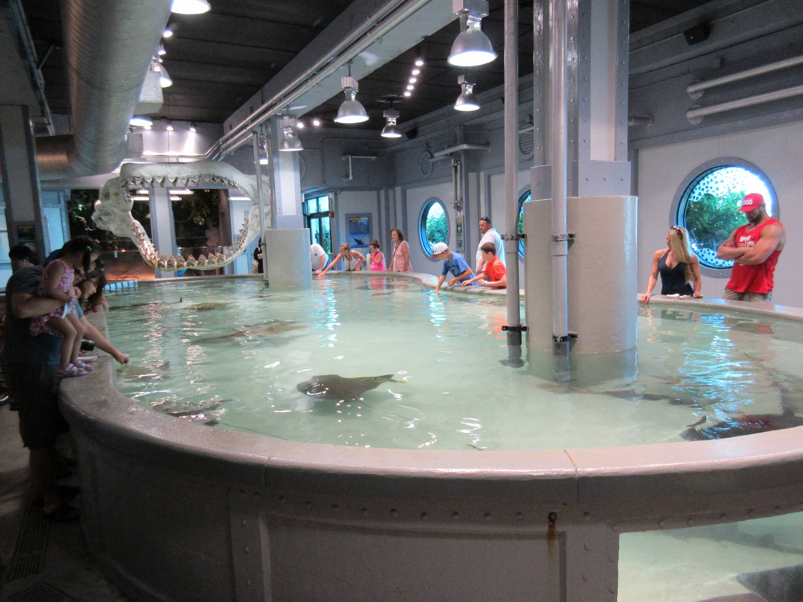 Stingray/Shark Touch Tank