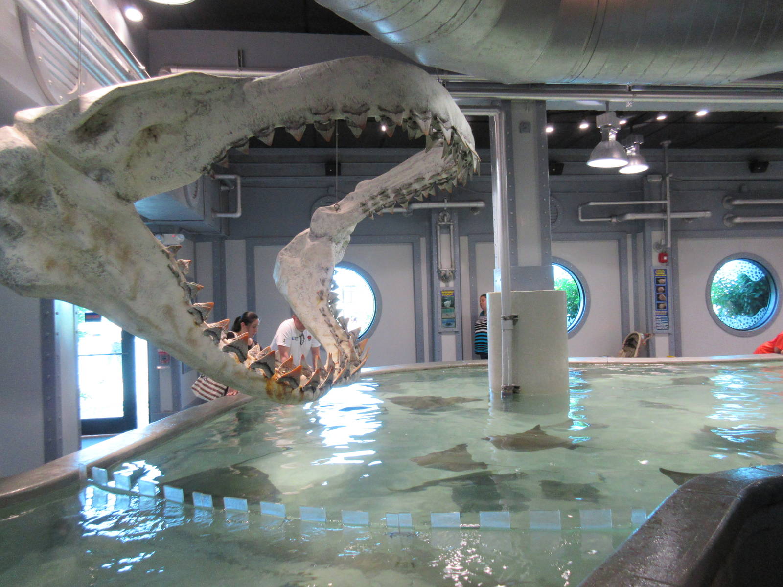 Stingray/Shark Touch Tank