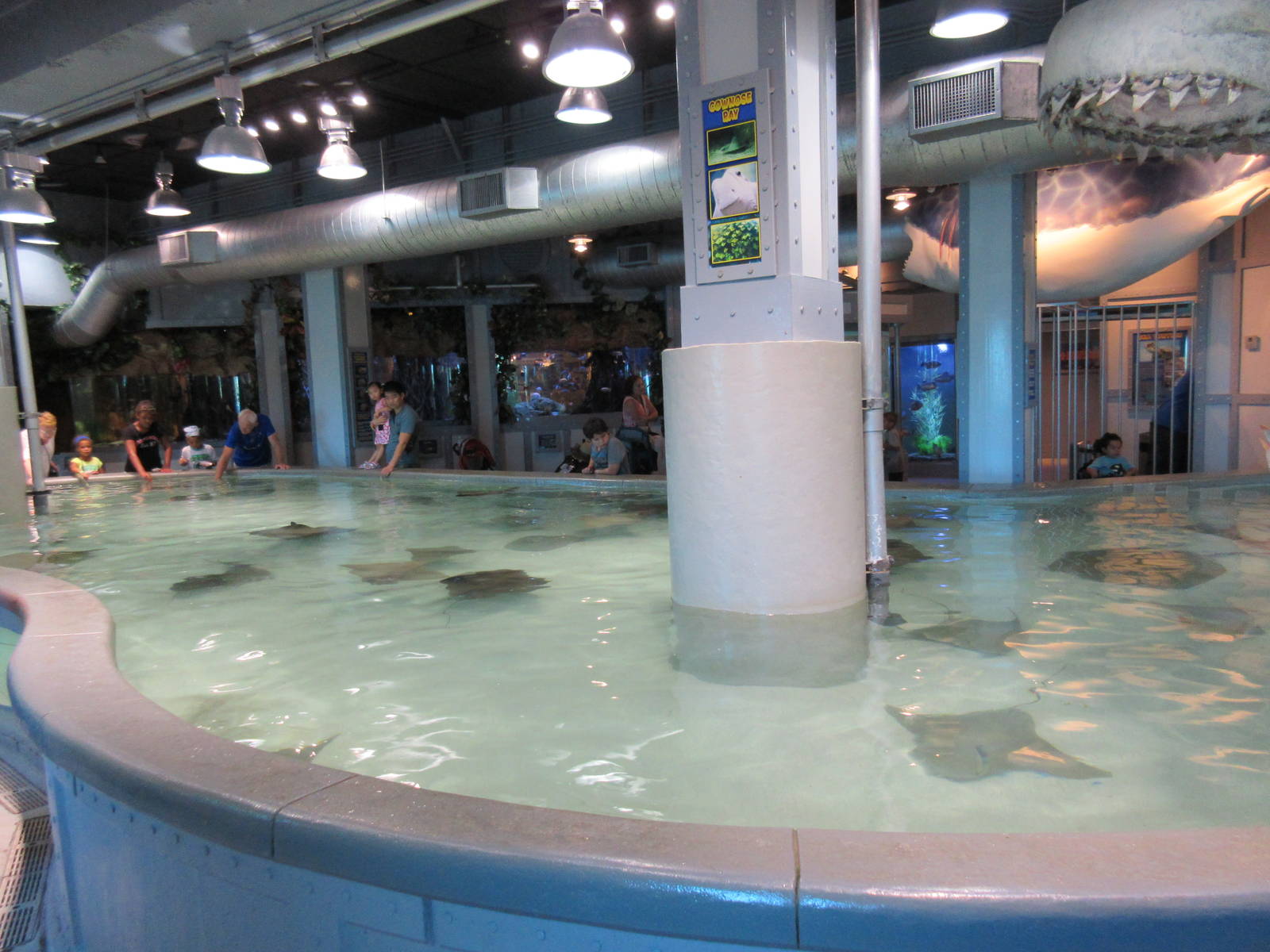 Stingray/Shark Touch Tank