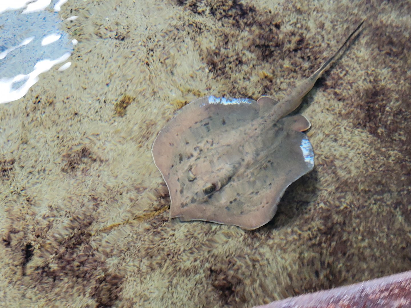 Stingray sp. ID (SeaWorld Orlando - Nov. 2022)