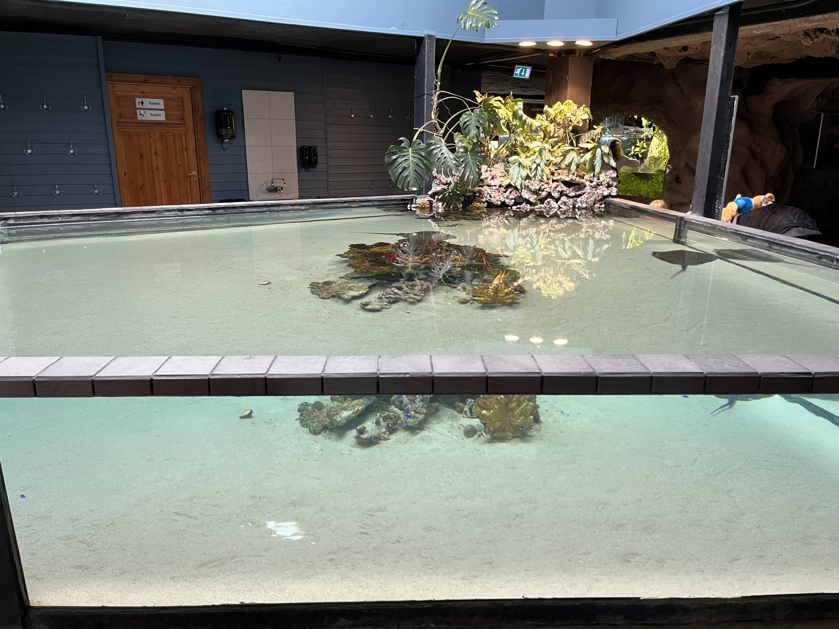 Stingray Tank