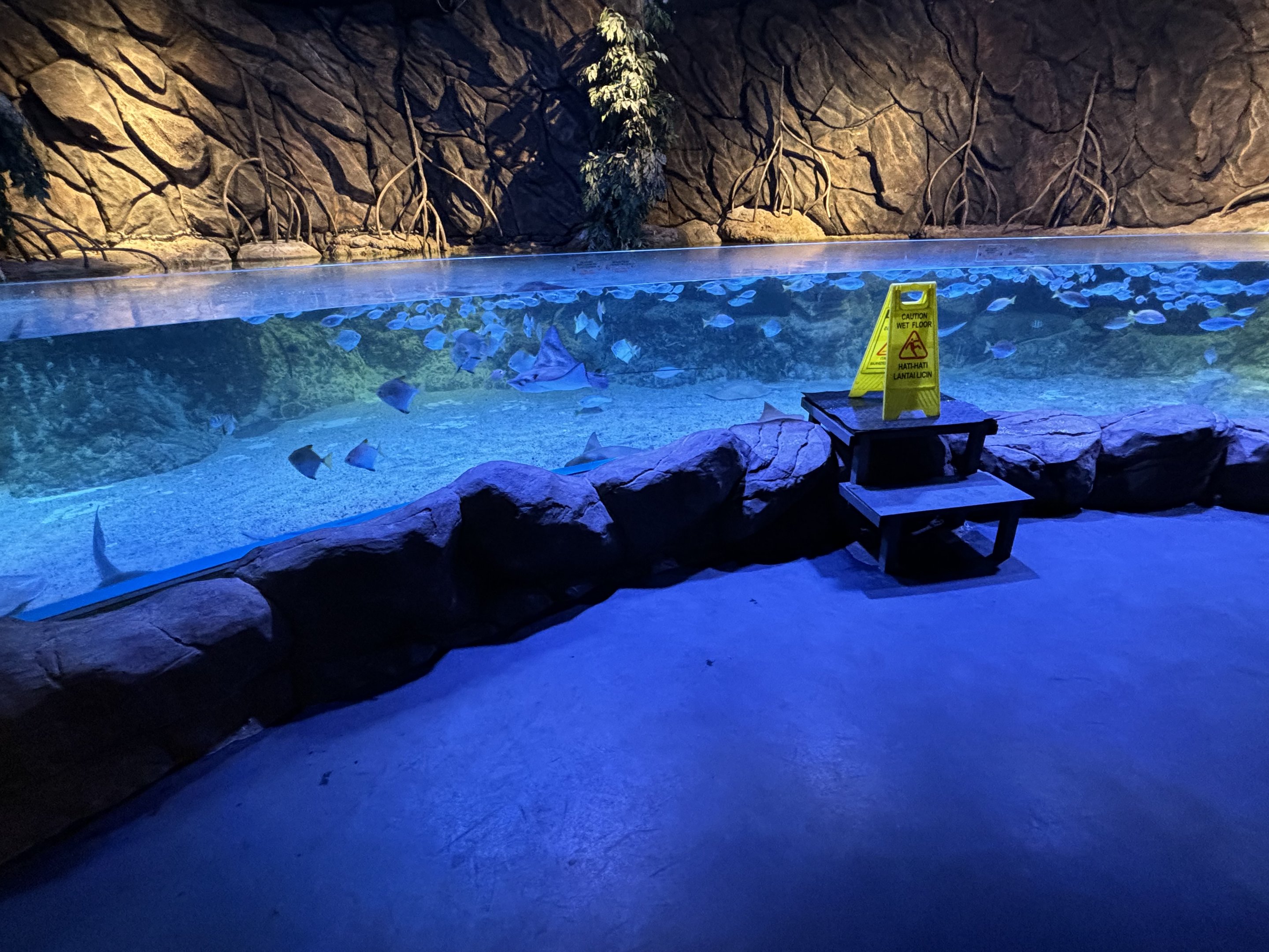 Stingray Tank