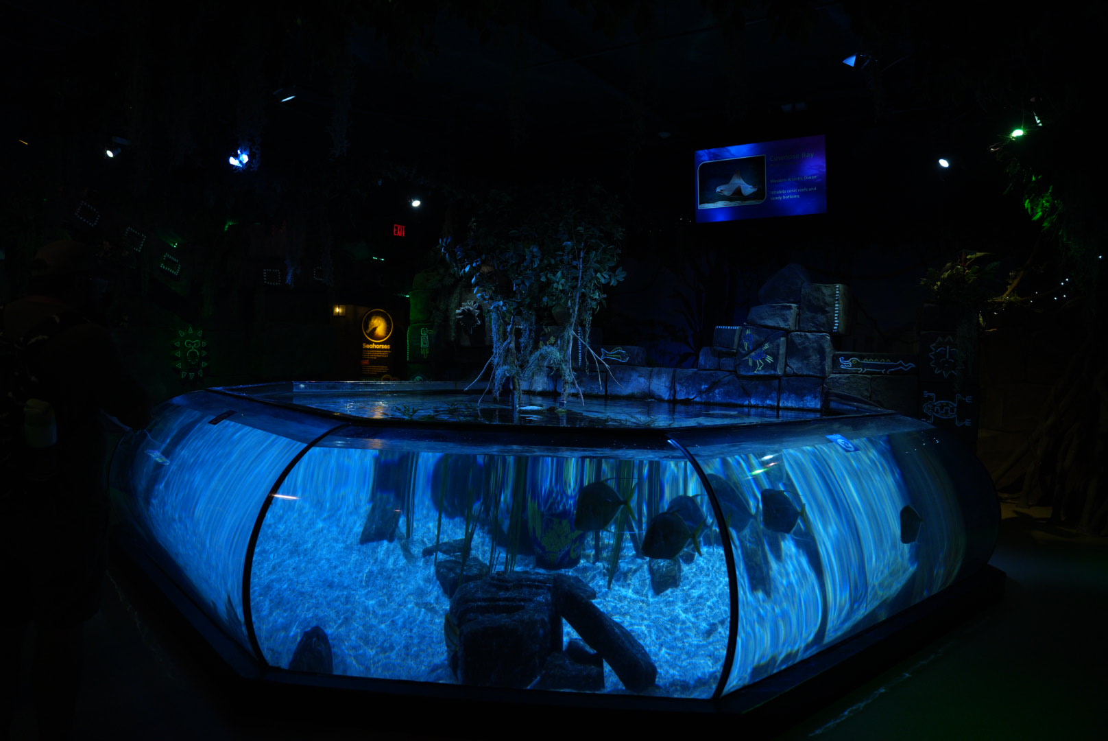 Stingray Tank