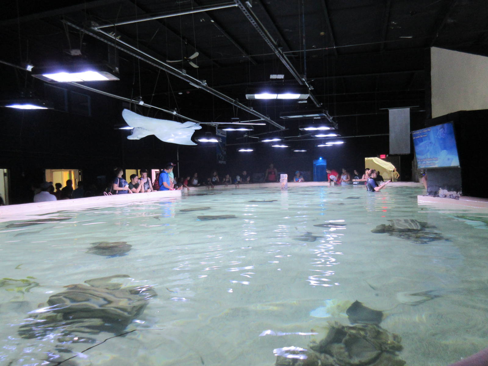Stingray Touch Tank (a massive exhibit)