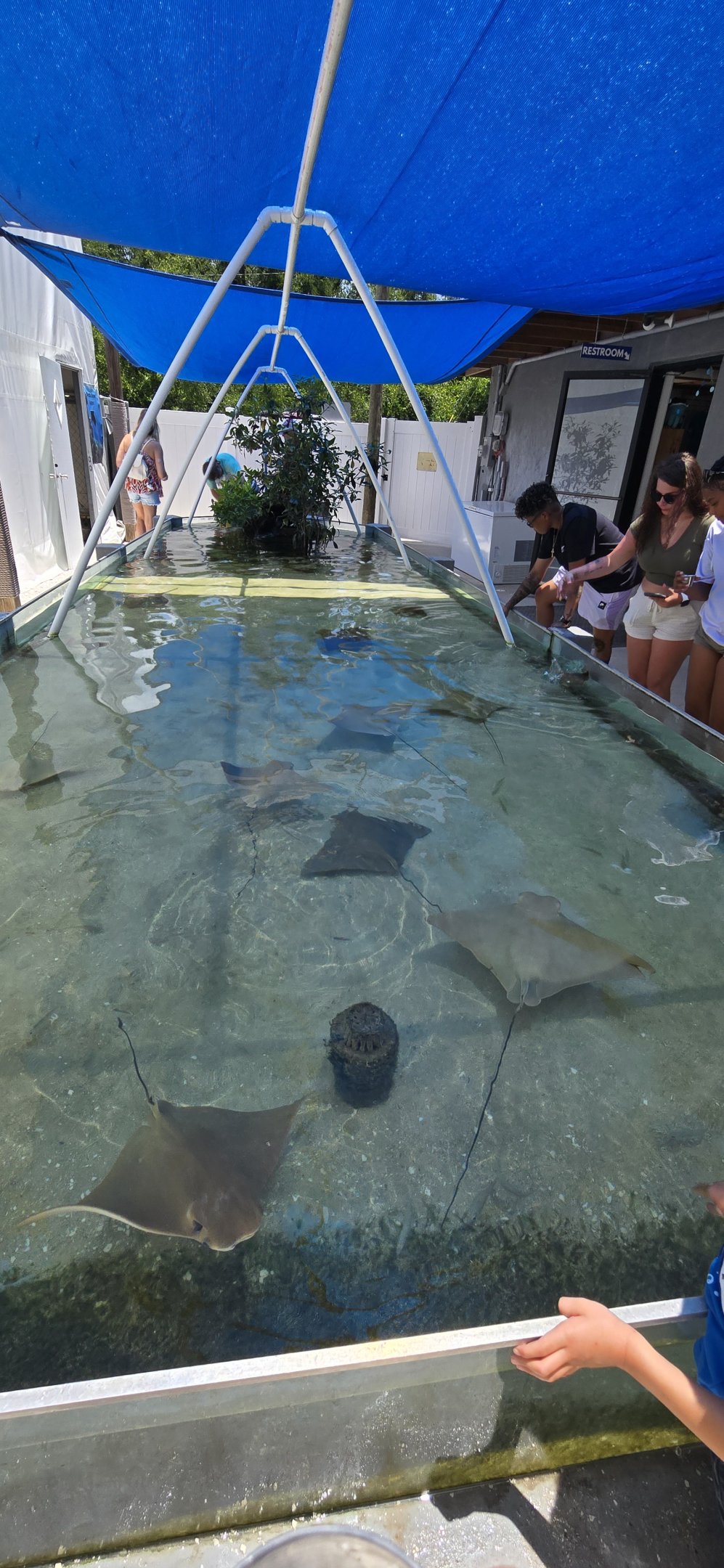 Stingray touch tank and feeding
