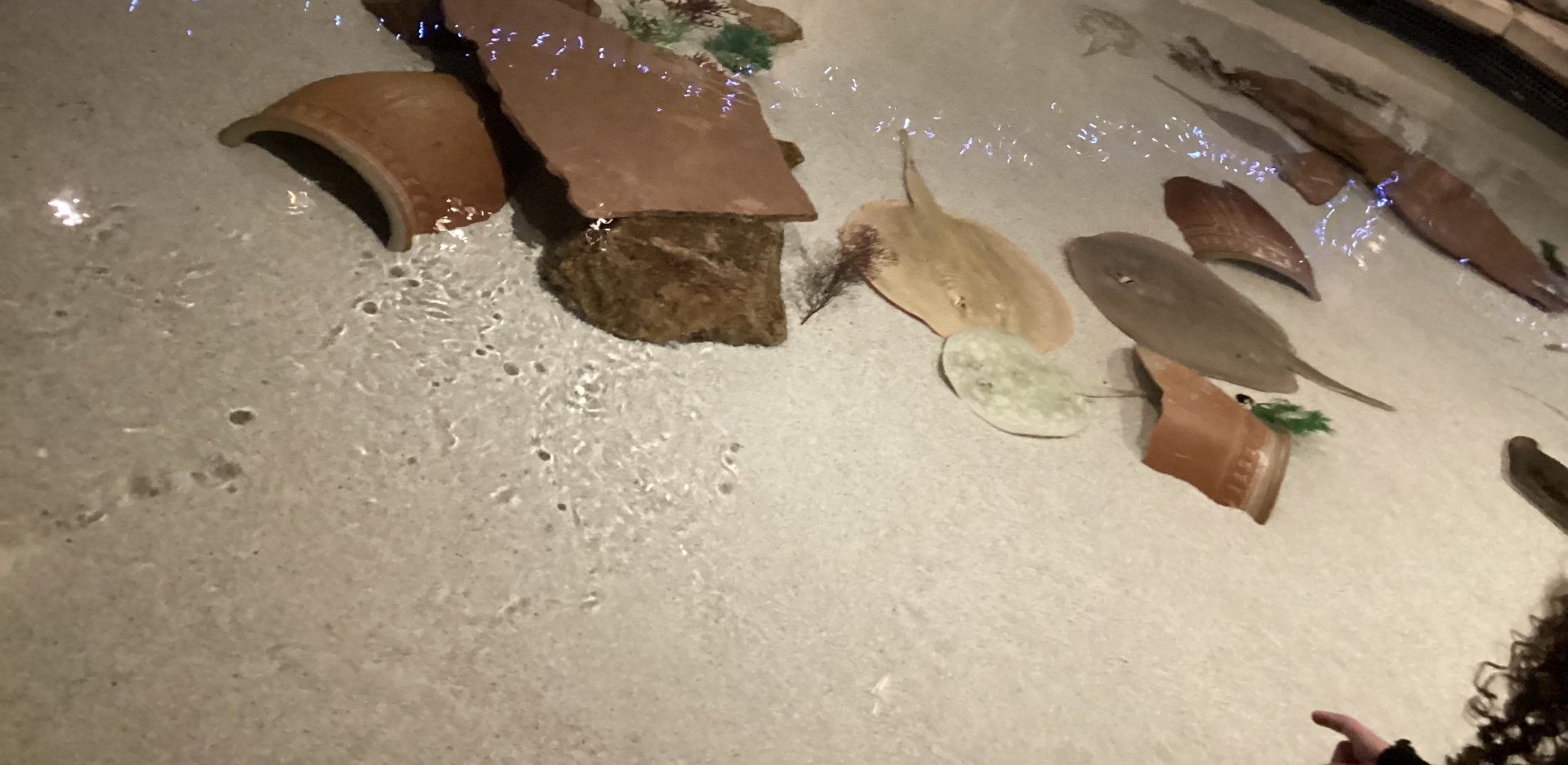 Stingray Touch Tank - December 20th 2024