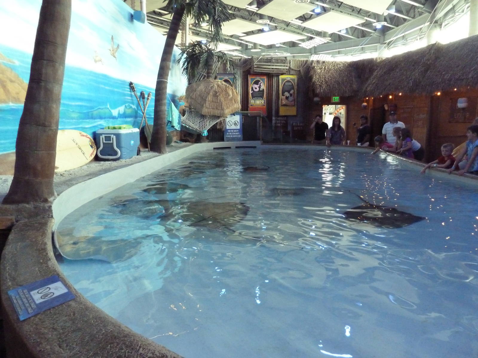 Stingray Touch Tank