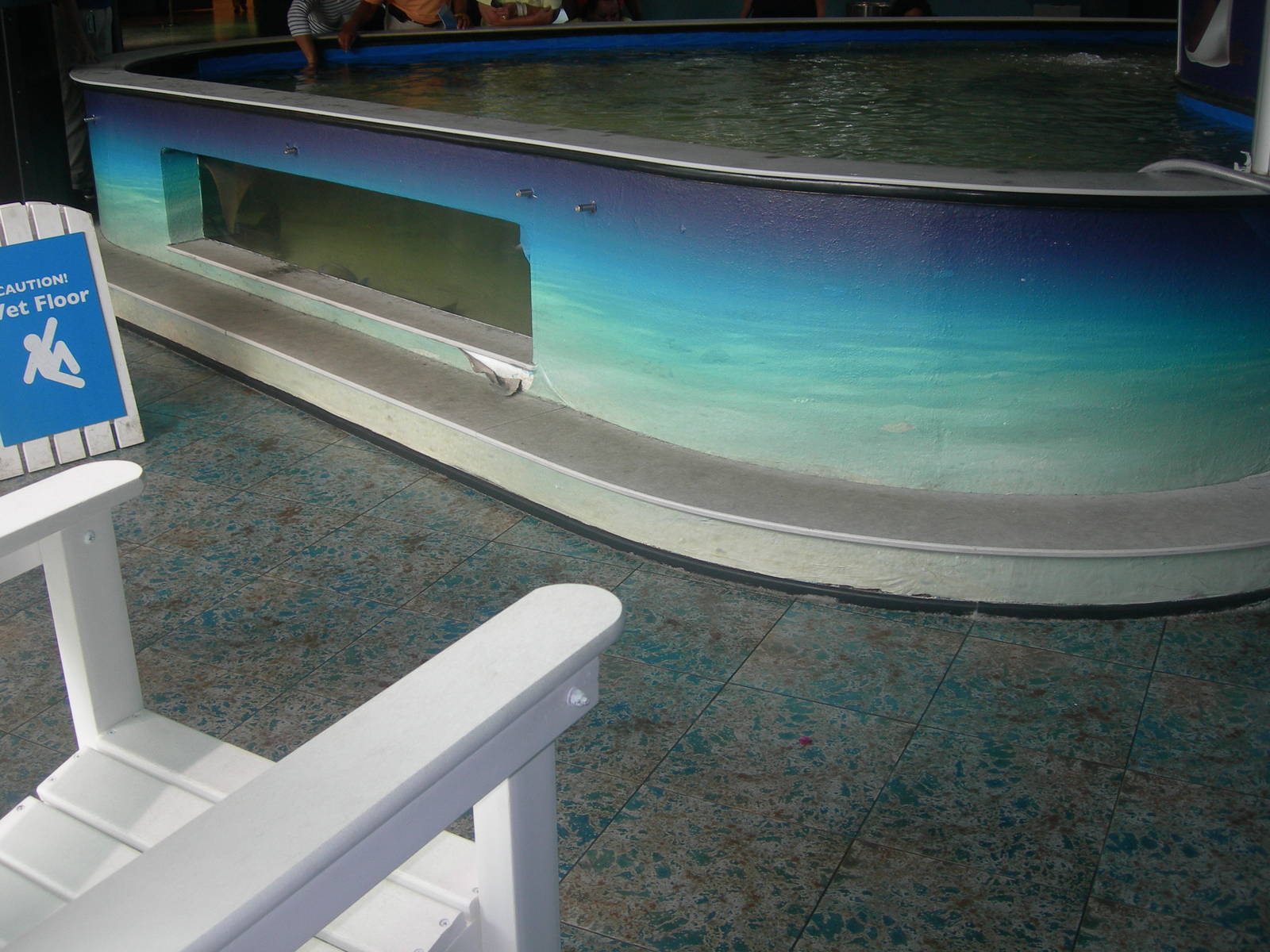 Stingray Touch Tank