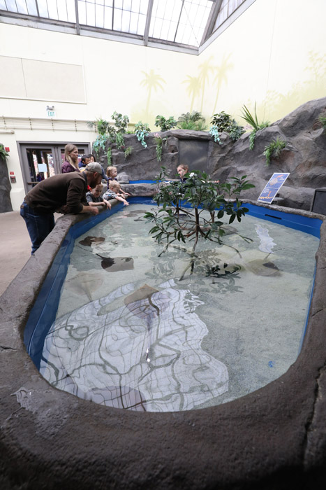 stingray touch tank
