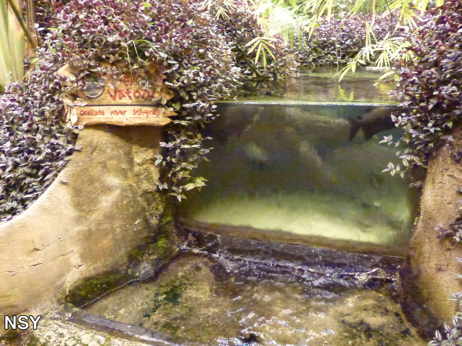 Stingray viewing, June 2013.