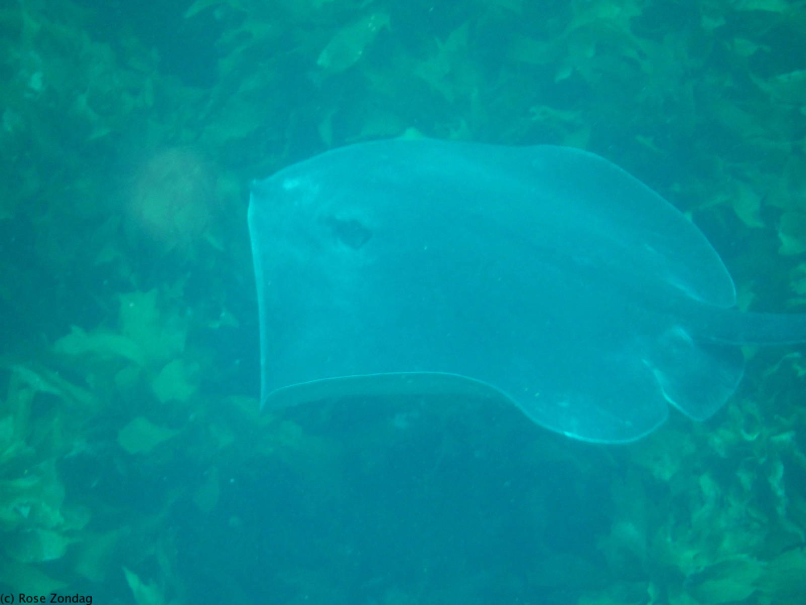 Stingray