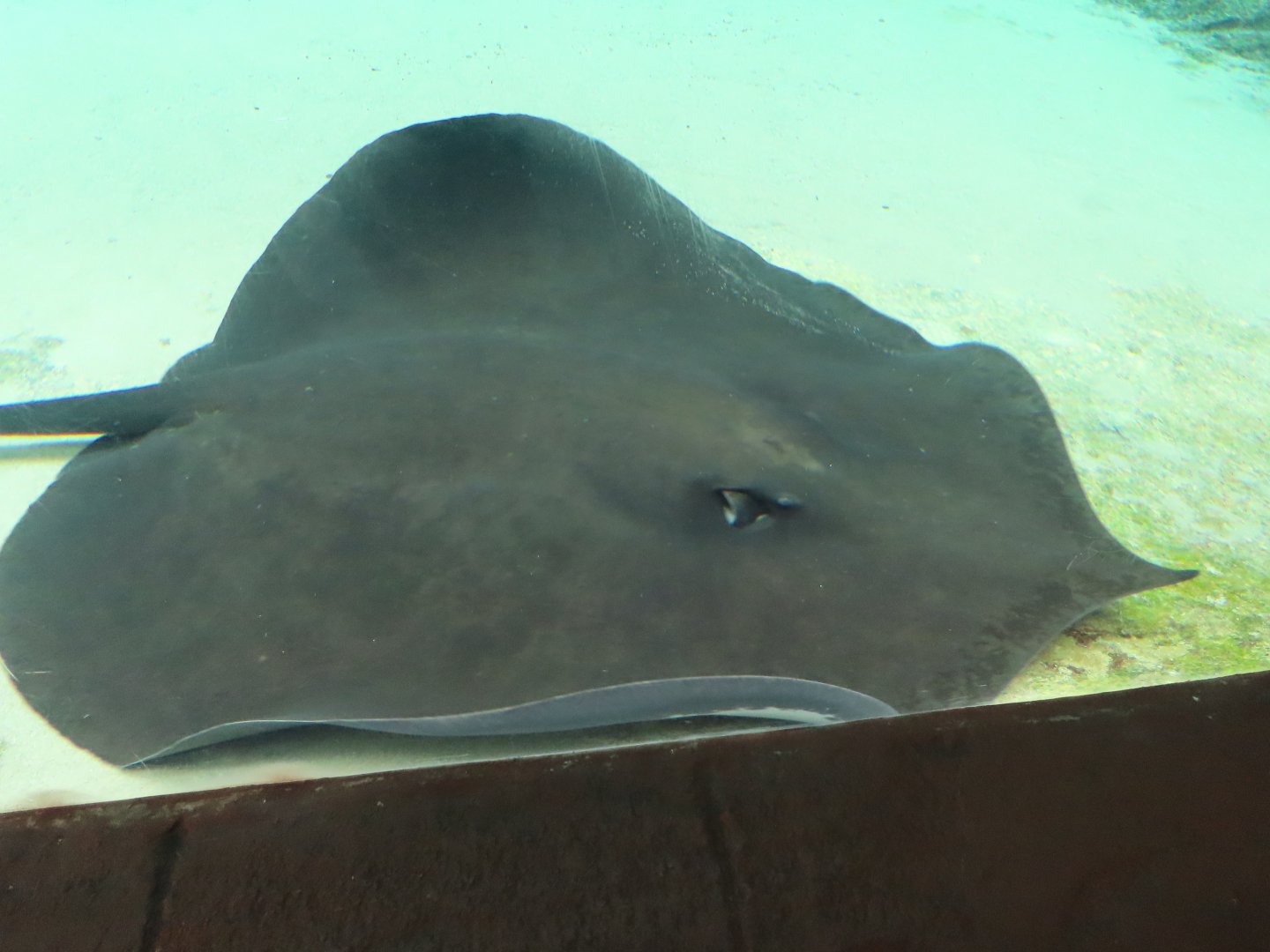 Stingray