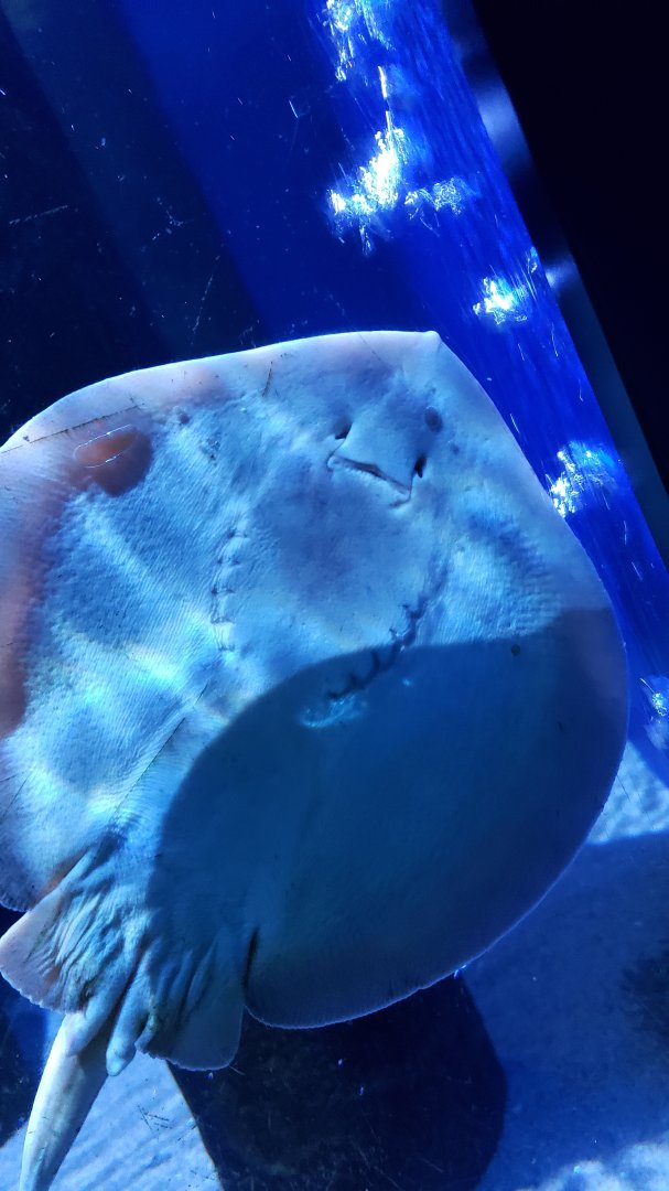 stingray