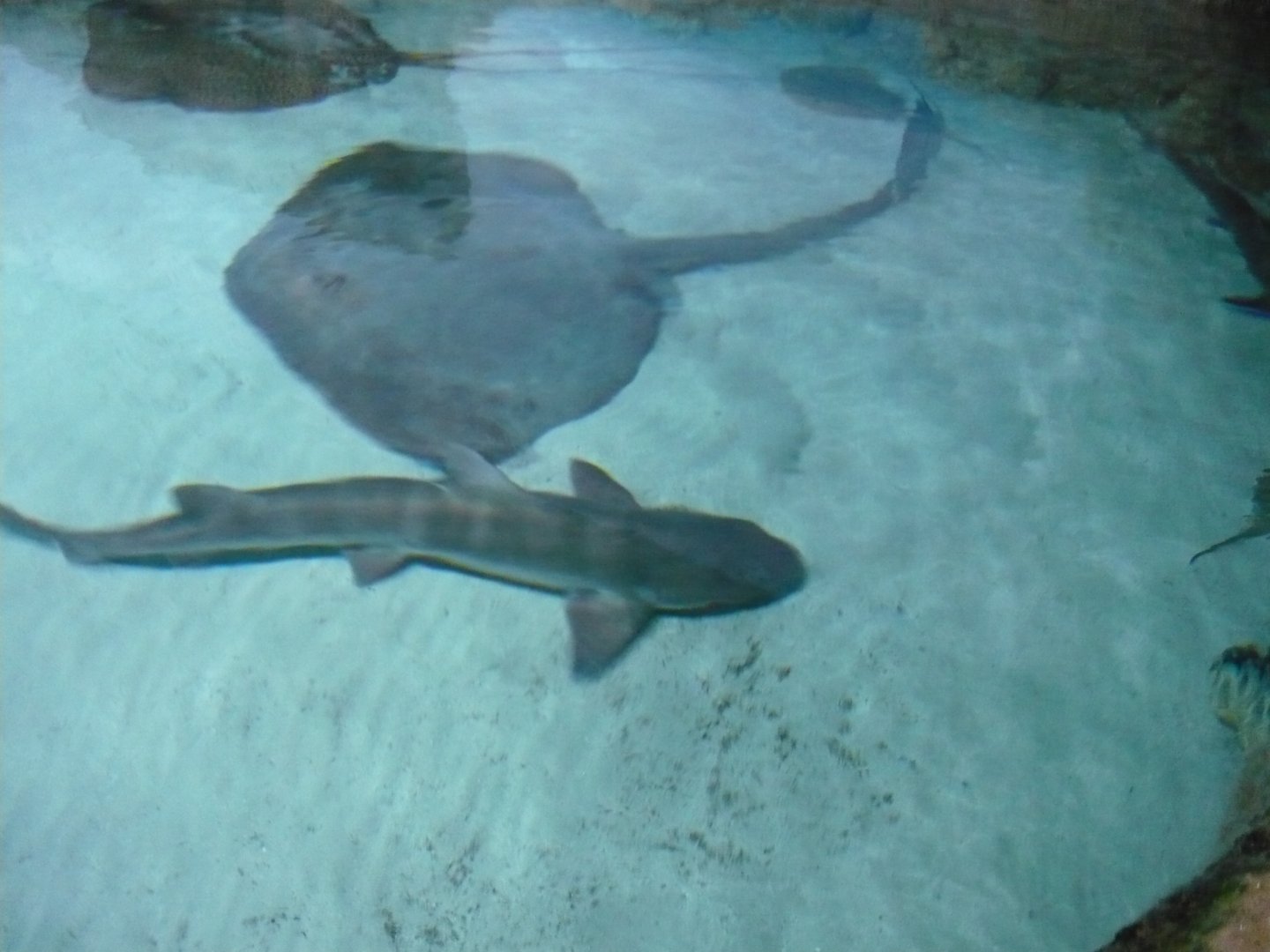 Stingrays and shark