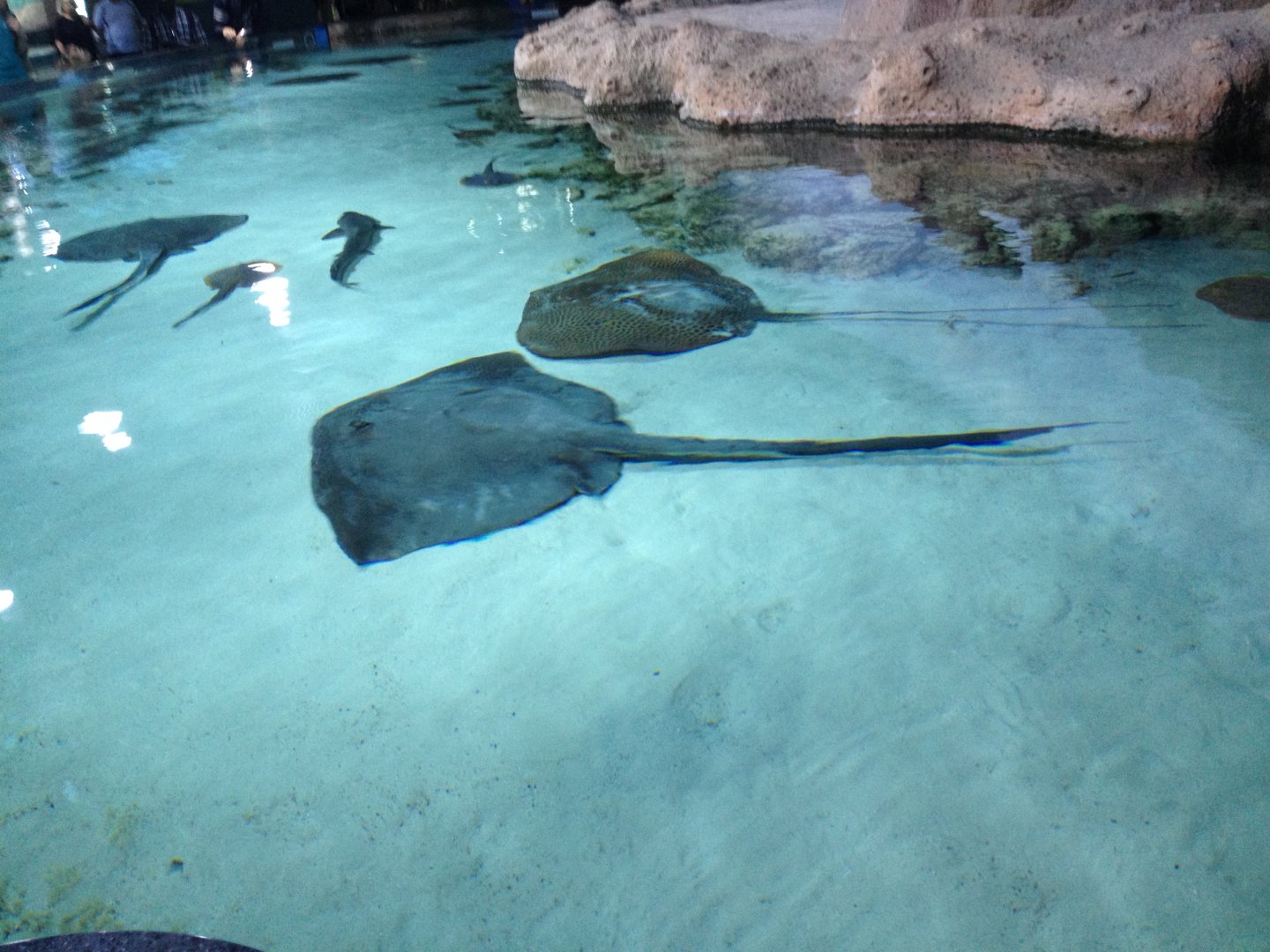 Stingrays and shark