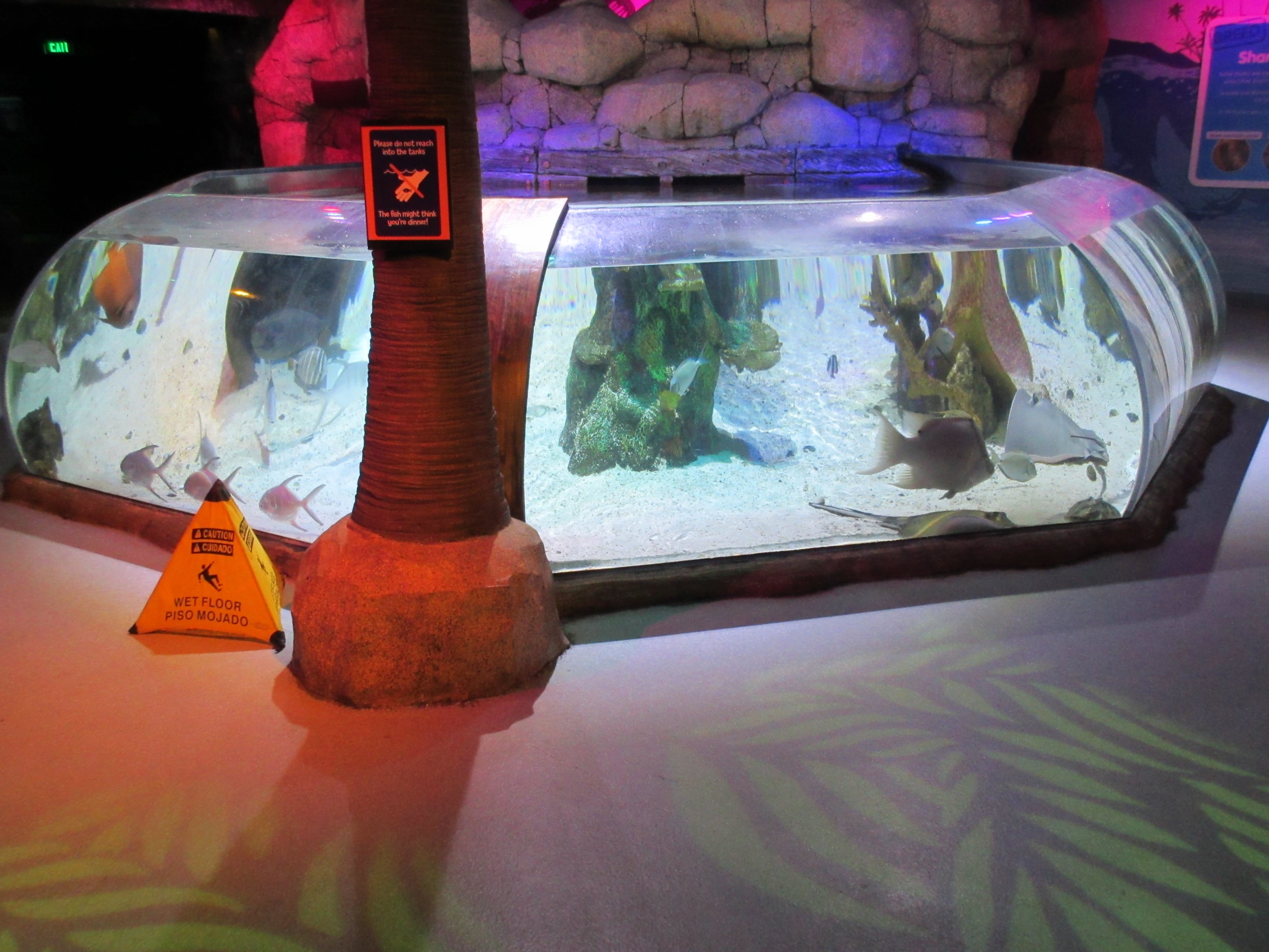 Stingrays and Sharks