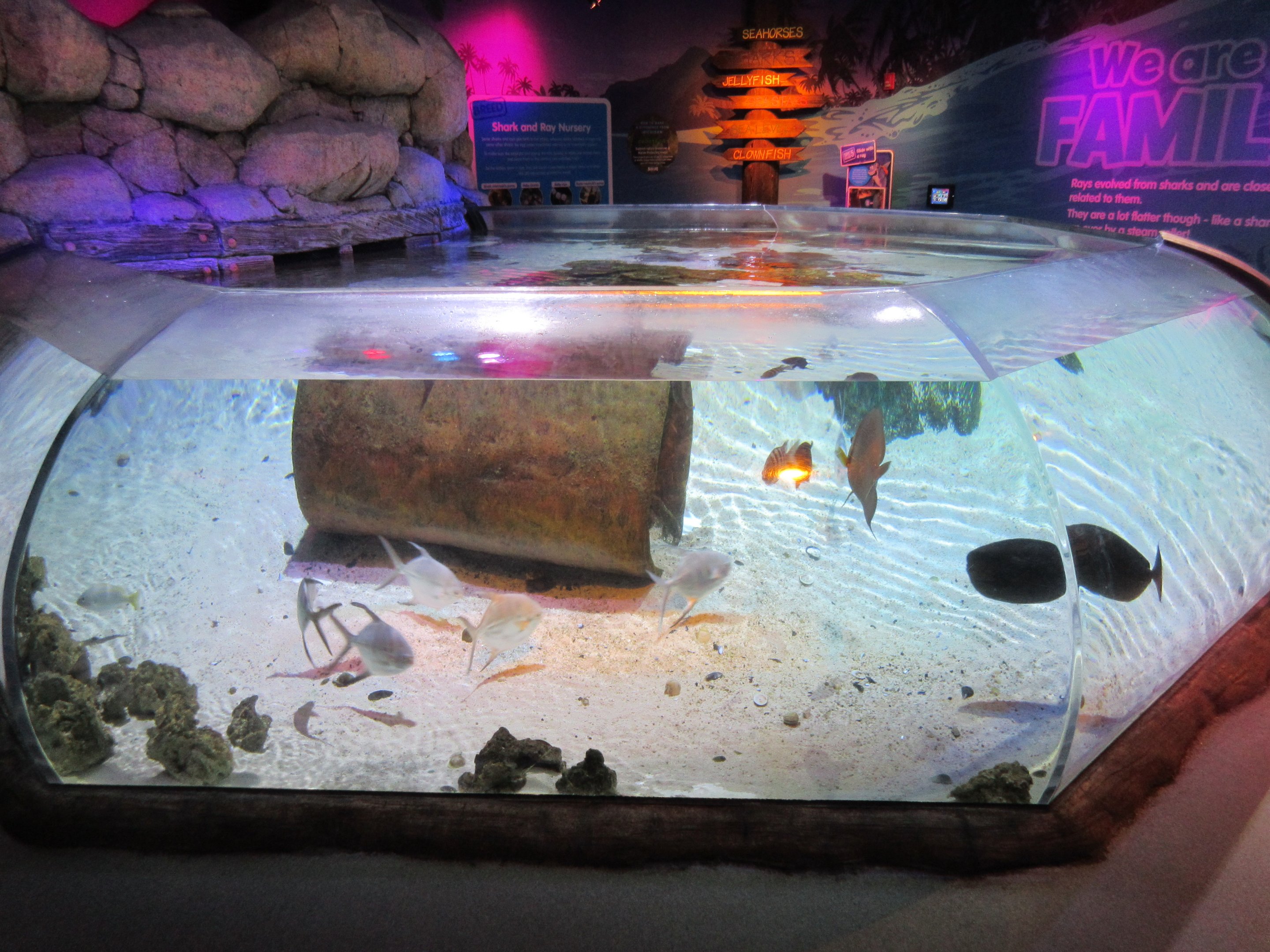 Stingrays and Sharks