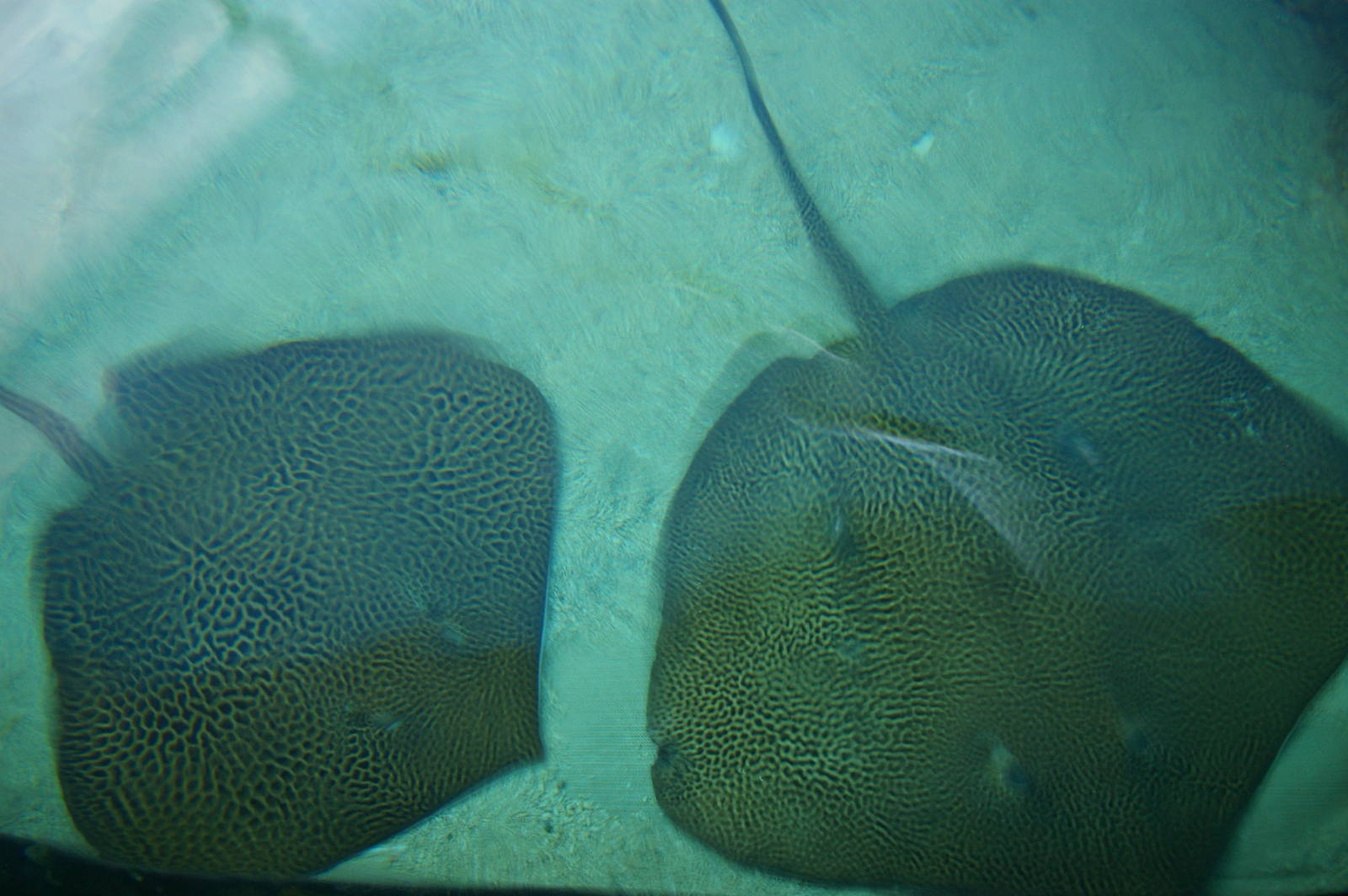 stingrays