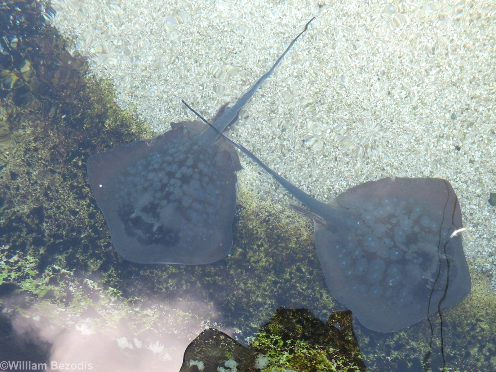 Stingrays