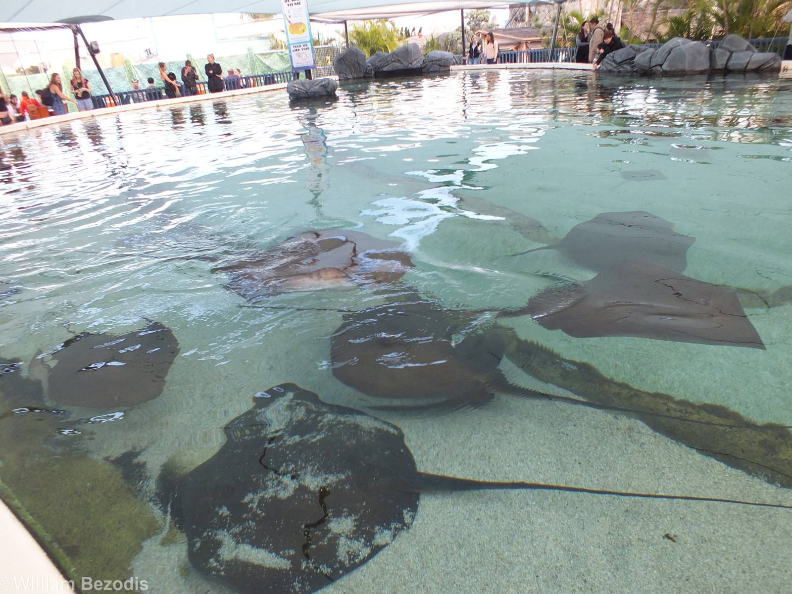 Stingrays