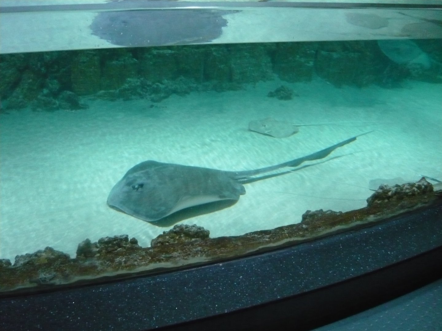 Stingrays