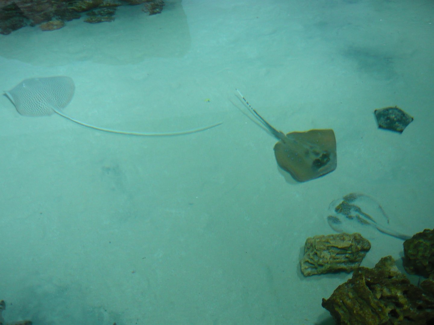 Stingrays