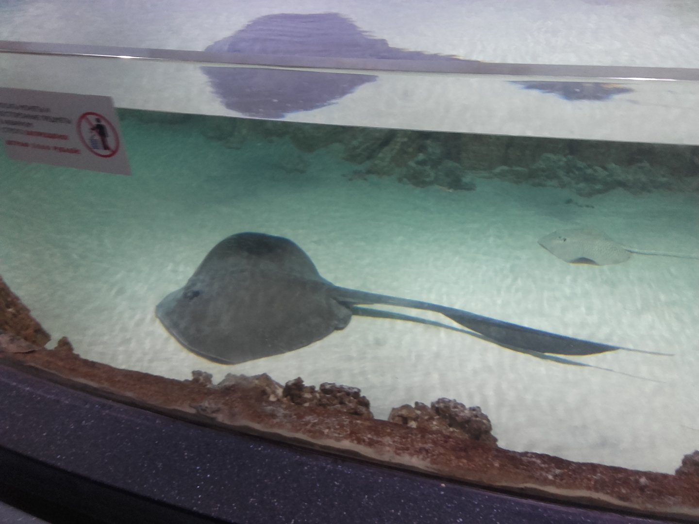 Stingrays