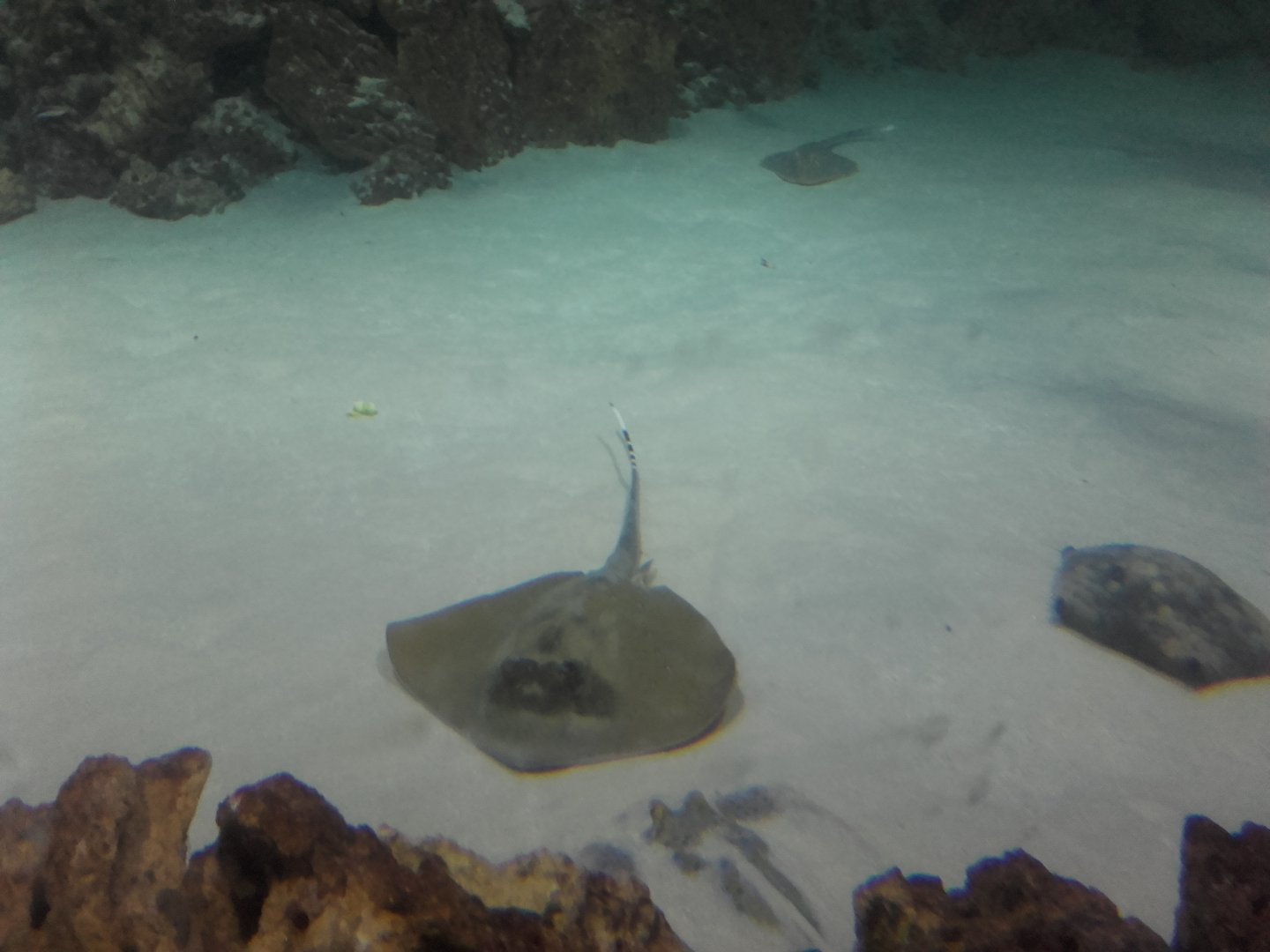 Stingrays