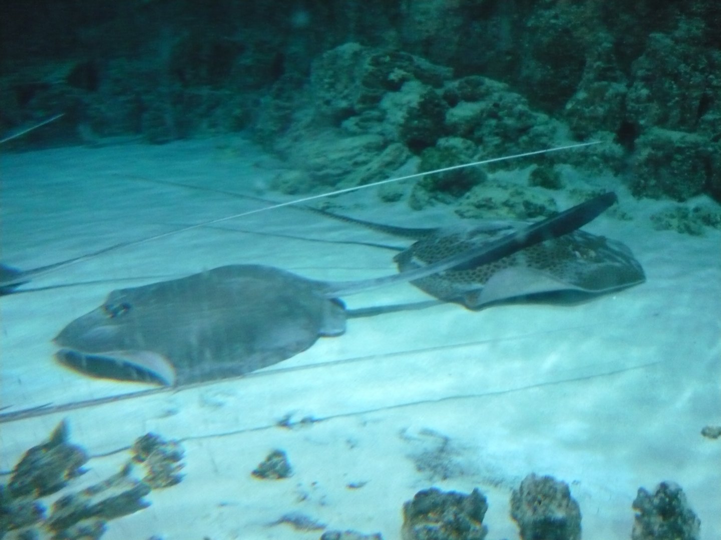 Stingrays