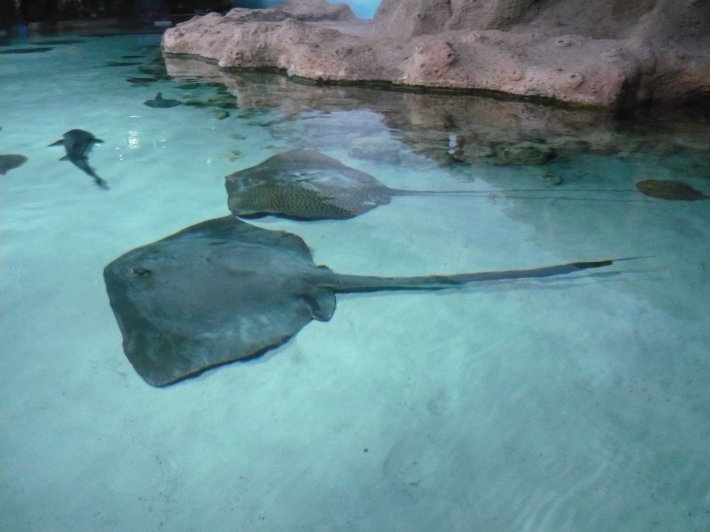 Stingrays